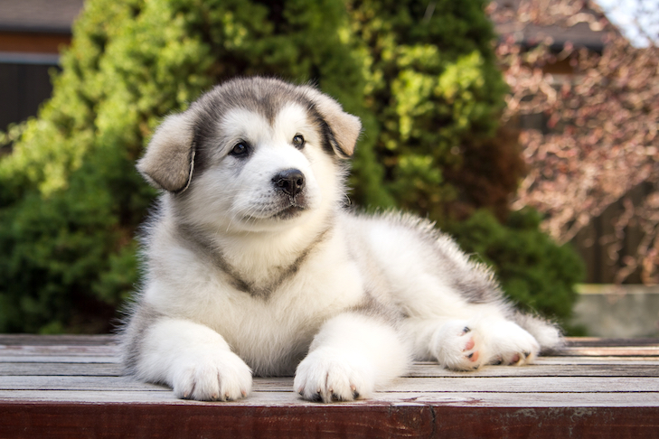 Poodle Puppies: Grooming and Care Tips